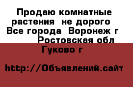 Продаю комнатные растения  не дорого - Все города, Воронеж г.  »    . Ростовская обл.,Гуково г.